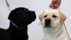 Reggie (kanan) dan Theo, anjing jenis Labrador retrievers, di New York, AS, 21 Maret 2017. (REUTERS/Mike Segar). Anjing ini diyakini dapat membantu mengatasi kecemasan anak di sekolah dan ruang pengadilan.