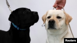 Reggie (kanan) dan Theo, anjing jenis Labrador retrievers, di New York, AS, 21 Maret 2017. (REUTERS/Mike Segar). Anjing ini diyakini dapat membantu mengatasi kecemasan anak di sekolah dan ruang pengadilan.