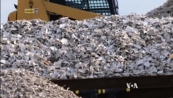 Recycled Toilets Restore Oyster Reefs