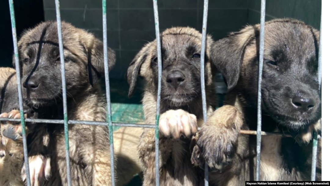 2025 Türkiye Geneli Belediye Hayvan Barınakları Raporu’na göre; ülkede 4 milyon civarında sokakta yaşayan köpek bulunuyor.
