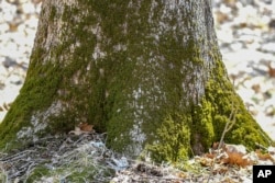 This April 2, 2019, photo provided by the Forest Preserve District of Will County, IL, shows moss growing at the base of a tree at Raccoon Grove Nature Preserve in Monee, IL. (Forest Preserve District of Will County via AP)