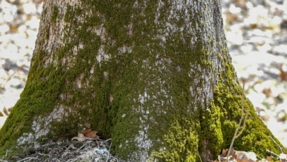 Quiz - Strange Green Growths on Your Tree? Fear Not!