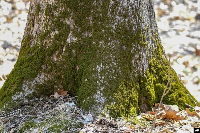 This April 2, 2019, photo provided by the Forest Preserve District of Will County, IL, shows moss growing at the base of a tree at Raccoon Grove Nature Preserve in Monee, IL. (Forest Preserve District of Will County via AP)