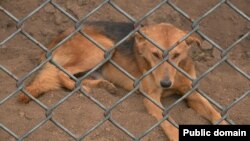 美國參議院把殘害動物列為聯邦重罪。