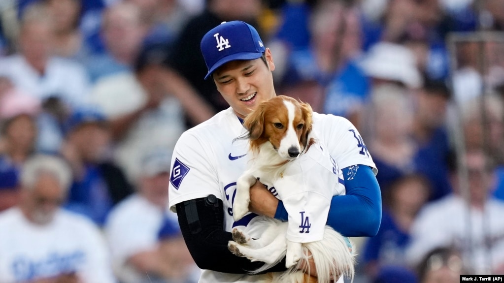 FILE - Los Angeles Dodgers' Shohei Ohtani brings his dog Decoy to deliver the ceremonial first pitch before a baseball game between the Dodgers and the Baltimore Orioles, Aug. 28, 2024, in Los Angeles, California. (AP Photo/Mark J. Terrill, File)