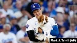 FILE - Los Angeles Dodgers' Shohei Ohtani brings his dog Decoy to deliver the ceremonial first pitch before a baseball game between the Dodgers and the Baltimore Orioles, Aug. 28, 2024, in Los Angeles, California. (AP Photo/Mark J. Terrill, File)