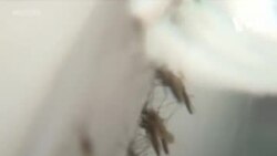 Паучий яд против комара