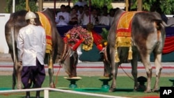 FILE PHOTO - Royal oxens eat corn and green beans at the end of a royal plowing ceremony at provincial town of Takhmau, Cambodia, Saturday, May 17, 2014. The ceremony marks the start of rice farming season. (AP Photo/Heng Sinith)