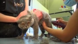 Ուկրաինայում շոգ եղանակի պայմաններում մարդիկ աջակցում են անտուն կենդանիներին