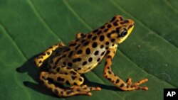 The Rio Pescado Stubfoot toad was most likely a victim of the fungus, Chytridiomycosis.