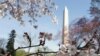Warm Weather Speeds Blooming of Cherry Blossoms in Washington