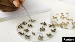 A laboratory assistant sorts out fruit flies at the International Atomic Energy Agency (IAEA) laboratories in Seibersdorf, Austria, Oct. 14, 2009. Fruit flies are a good place to begin to study how microbes affect complex behaviors like food choices. 