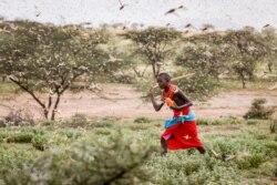 A Samburu boy uses a wooden stick to try to swat a swarm of desert locusts filling the air, as he herds his camel near the village of Sissia, in Samburu county, Kenya, Jan. 16, 2020.