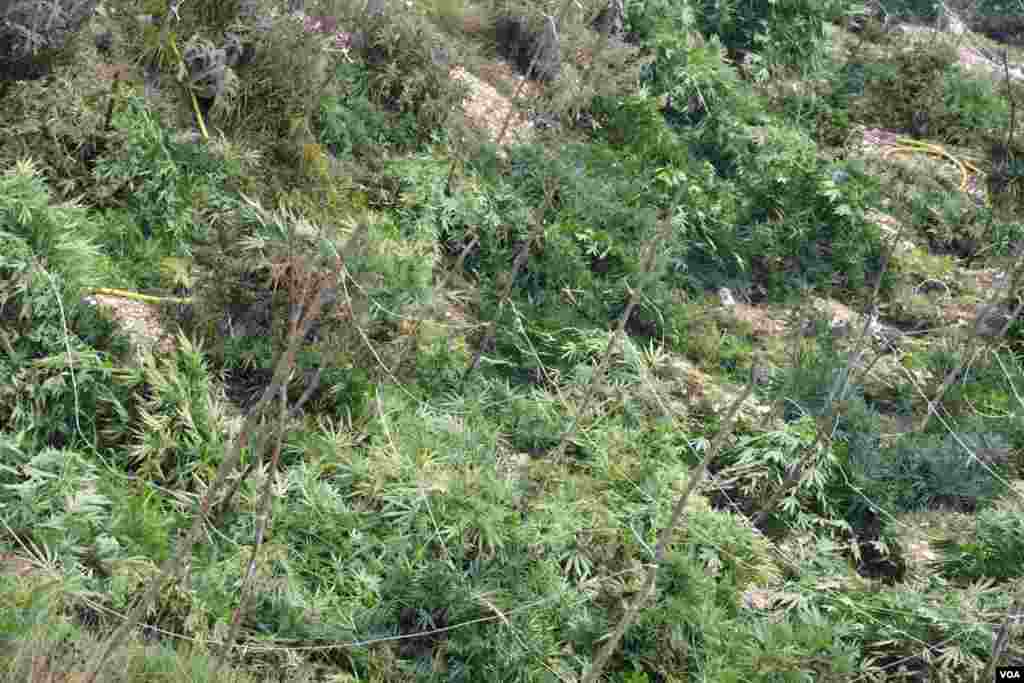 Ilegal Marijuana in Southern Albania