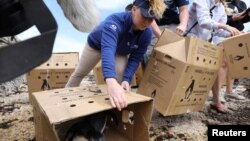 Kristen Hannigan, senior trainer at the Georgia Aquarium, helps in the release of penguin chicks that were rehabilitated by the Southern African Foundation for the Conservation of Coastal Birds at Stony Point near Cape Town, South Africa, Dec. 8, 2016. 