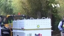 Панда Бей-Бей покидает США