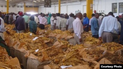 tobacco auction floors zimbabwe Zimbabwe Tobacco Selling Season Starts