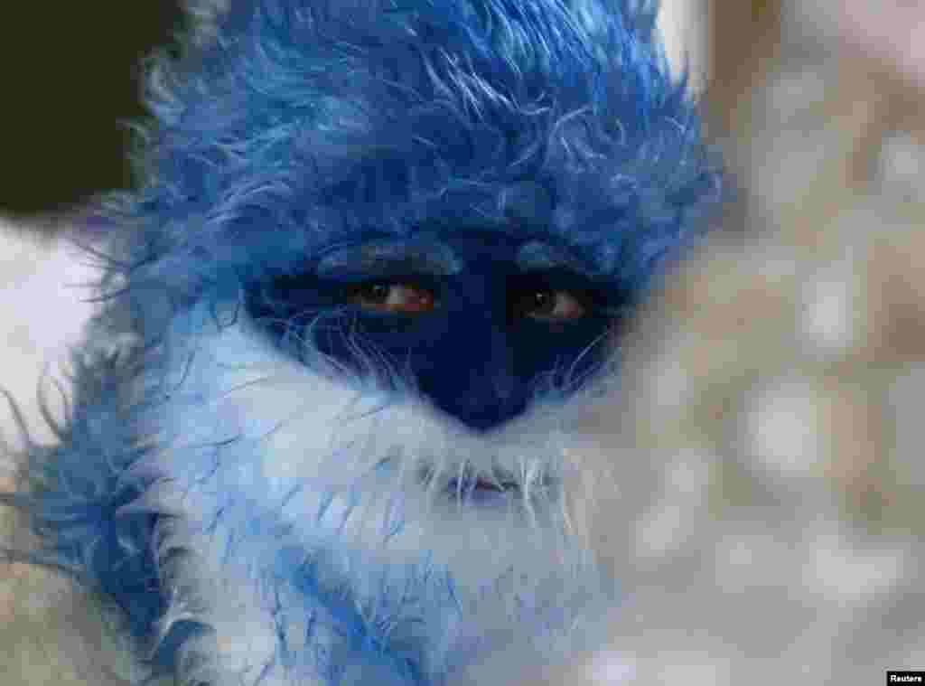 A man dressed as Father Frost, the equivalent of Santa Claus and Snow Maiden, takes part in a contest &quot;Yolka-fest-2016&quot; (Fir-festival-2016) in Minsk, Belarus.