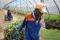 Farm worker Evans Makori pulls a handcart of roses to be thrown away at Maridadi Flowers farm in Naivasha, Kenya, March 19, 2020.