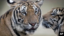 紐約野生動物保護協會估計﹐過去10年全球野生老虎數量不斷下降