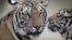 紐約野生動物保護協會估計﹐過去10年全球野生老虎數量不斷下降