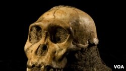 Salah satu dari fosil Australopithecus sediba, nenek moyang manusia purba jenis homo sapiens, yang ditemukan di Malapa, Afrika selatan tahun 2008.