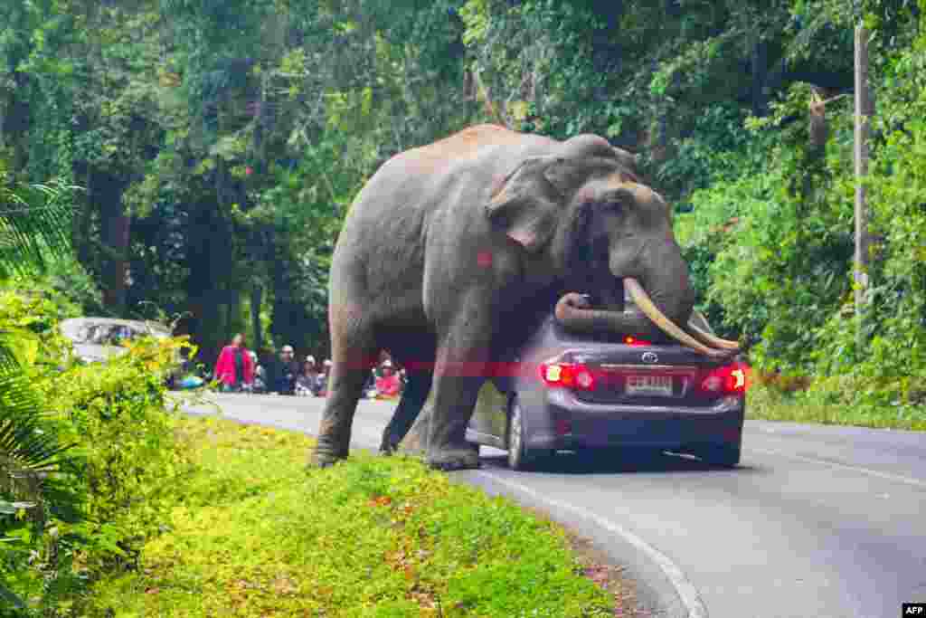 A wild elephant stops a car on a road at Khao Yai National Park in Thailand&#39;s Nakhon Ratchasima province.