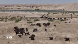 گامێشەکانی کوردستان لە لێواری لەناوچووندان؛ کەمبوونەوەی ژمارەی ئەم ئاژەڵە لە گەرمیان