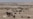 گامێشەکانی کوردستان لە لێواری لەناوچووندان؛ کەمبوونەوەی ژمارەی ئەم ئاژەڵە لە گەرمیان