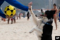 The border collie named Floki high-fives his coach Gustavo Rodrigues, left, as they prepare to play foot volley on Leblon beach in Rio de Janeiro, Sept. 8, 2024.