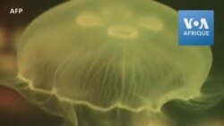 Fantômes ou méduses : l'aquarium de Tokyo se transforme pour Halloween