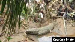 Buaya di sungai Batang Bayang, Pasaman Barat, Sumatera Barat. (Foto: Balai Konservasi dan Sumber Daya Alam, Resor Pasaman)