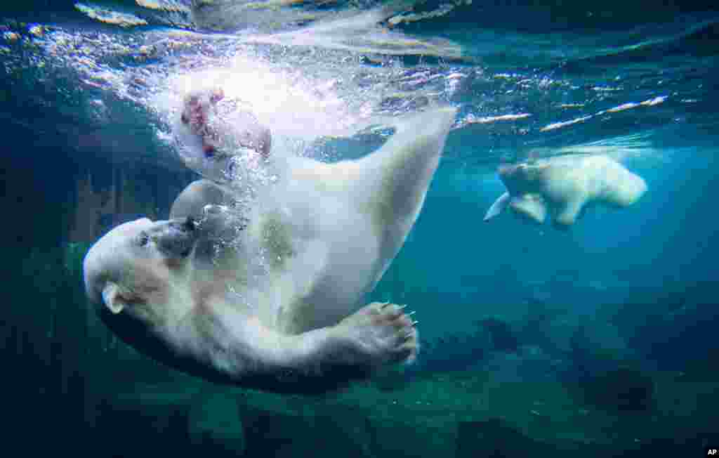 독일 북부 도시 하노버의 동물원에서 북극곰이 물속의 아이스크림 케이크를 향해 뛰어들었다. 