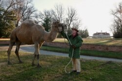 Aladdin the Christmas camel with Tom Plott, who portrays President Washington's farm manager. Aladdin has been a fixture during the holiday season for the past 13 years. (Courtesy: Mount Vernon)