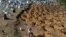 A worker prepares graves for inmates who died during a prison riot, at the cemetery of Taruma in Manaus, Brazil, Jan. 4, 2017. 