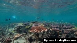 Ikan-ikan berenang di taman terumbu karang di Nusa Dua, Bali, 28 Mei 2021. (Foto: Nyimas Laula/Reuters)