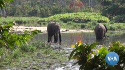 In Gabon, US Military Joins Counter-Poaching Efforts to Save Elephants