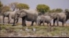 美国暂不决定是否允许进口被猎杀的非洲象纪念品