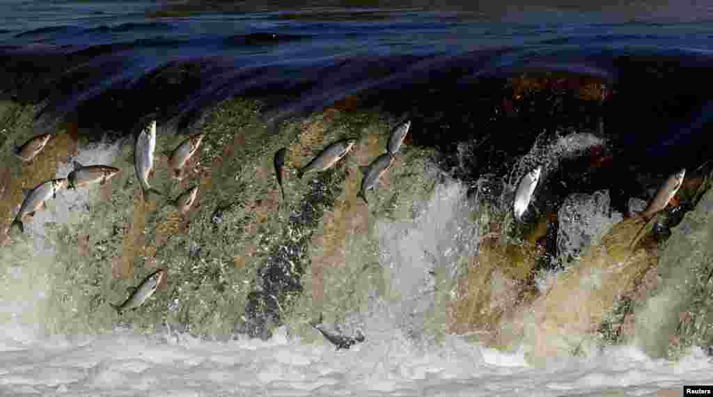 Fish jump upstream over a waterfall in the Venta River in Kuldiga, Latvia, April 21, 2021. Every spring, vimba bream try to jump over a 2-meter-high Venta Rapid waterfall to go further upstream and breed.