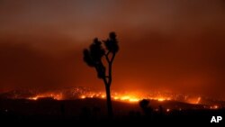 19일 캘리포니아 주의 '밥캣 화재' 현장에서 나무 뒤로 불길이 보인다.
