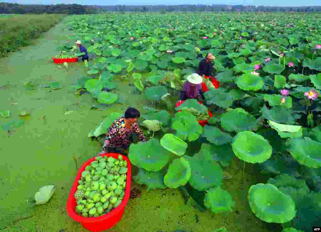 People harvest seed pods from lotus flowers at a pond in Tancheng in China&#39;s eastern Shandong province, China, Aug. 1, 2018.