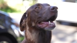 Українські жетони для американських собак: історія стартапу Animal ID. Відео