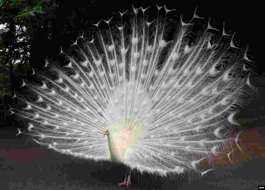 A white peacock opens its plumage at Nogeyama Zoo in Yokohama, suburban Tokyo, Japan.