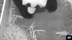 Foto proporcionada por el Zoológico Nacional de Washington en que se muestra a la madre Panda Mei Xiang con su cachorrita.