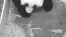 Foto proporcionada por el Zoológico Nacional de Washington en que se muestra a la madre Panda Mei Xiang con su cachorrita.