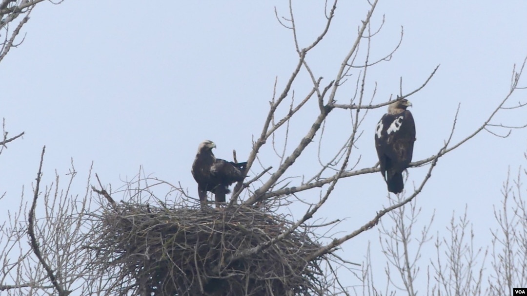 Orlovi krstaši u gnezdu (foto: Jozef Lukaš, Društvo za zaštitu i proučavanje ptica Srbije)