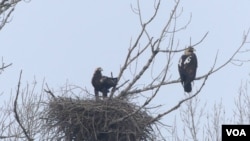 Orlovi krstaši u gnezdu (foto: Jozef Lukaš, Društvo za zaštitu i proučavanje ptica Srbije)