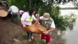 Thousands of Baby Turtles Released in Peruvian Jungle