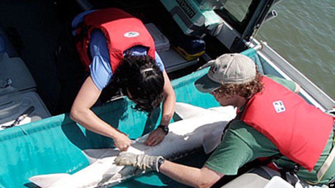 Researchers tag a white sturgeon on the Fraser River in British Columbia, Canada.