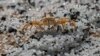 A crab roams on a beach polluted with polythene pellets that washed ashore from burning ship MV X-Press Pearl anchored off Colombo port at Kapungoda, out skirts of Colombo, Sri Lanka, Monday, May 31, 2021. 